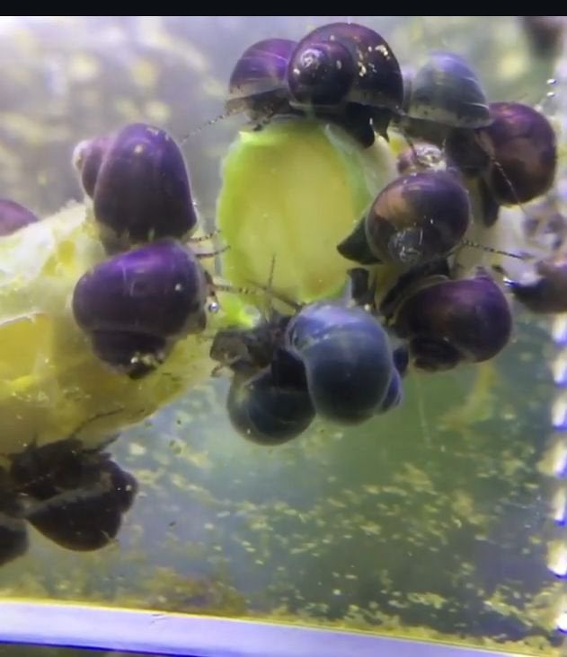 Livraison d'escargots Apple disponible, Homard, Crabe ou Crevette, Poisson d'eau douce, Banc de poissons
