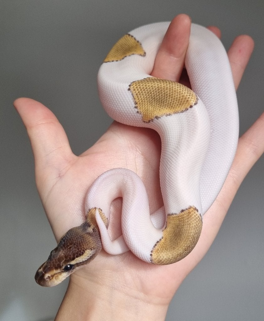 1.0 mojave piebald 66% het lavender albino, Dieren en Toebehoren