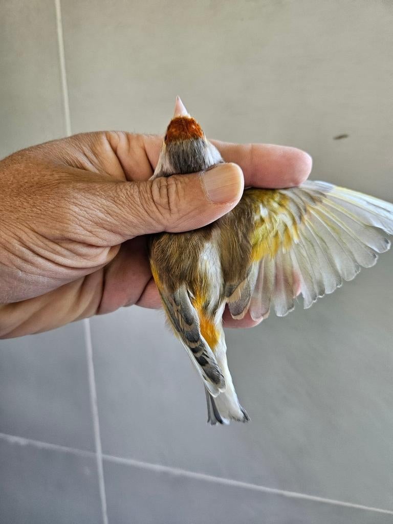 Man kruising Distelvink x Kanari