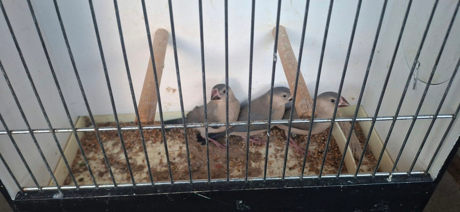 3 jeunes oiseaux de riz