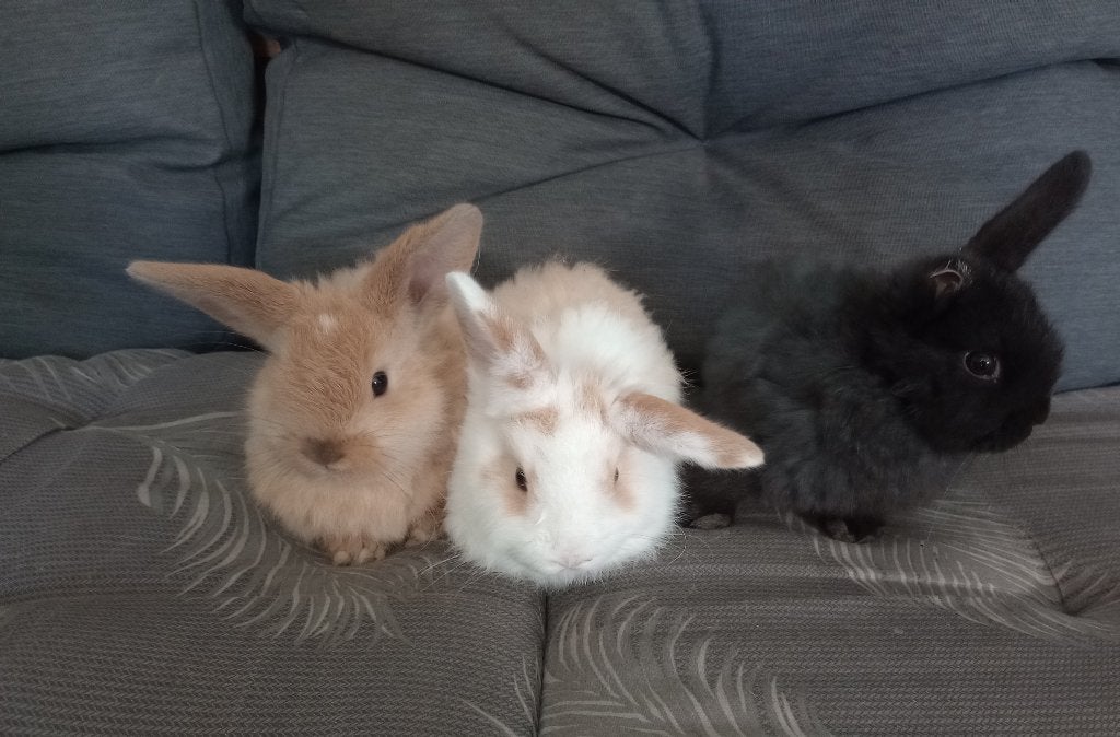 Dwergkonijntjes dwergkonijn, Dieren en Toebehoren, Geslacht onbekend, Dwerg, 0 tot 2 jaar