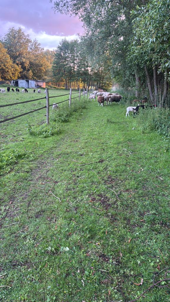 Schapen verschillende prijsklasse, Dieren en Toebehoren, Schapen, Geiten en Varkens