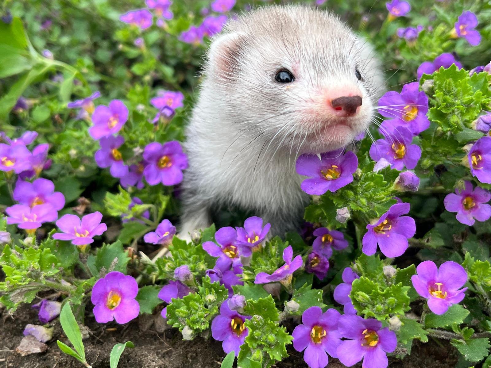 Lieve fretjes te koop, Dieren en Toebehoren, Mei