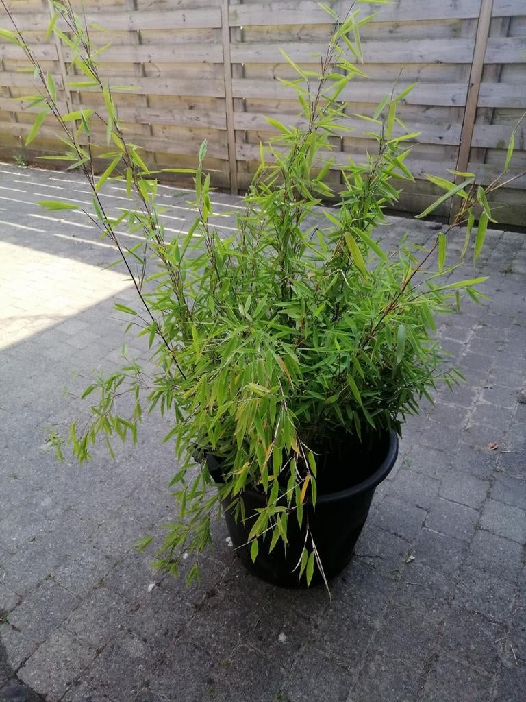 LE BAMBOU FARGESIA NITIDA NE PROLIFÈRE PAS. 20 à 50€!, Jardin & Terrasse, Enlèvement, Ne fleurit pas, Plante fixe, Mi-ombre