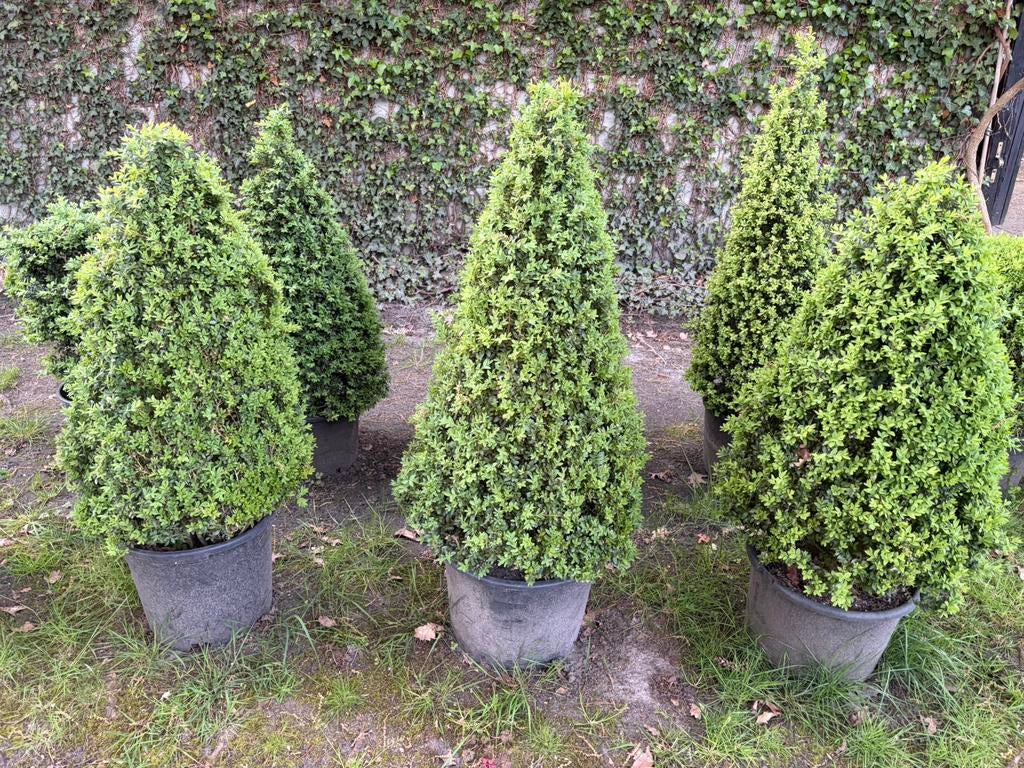 Buxus in pot, Ophalen, Buxus