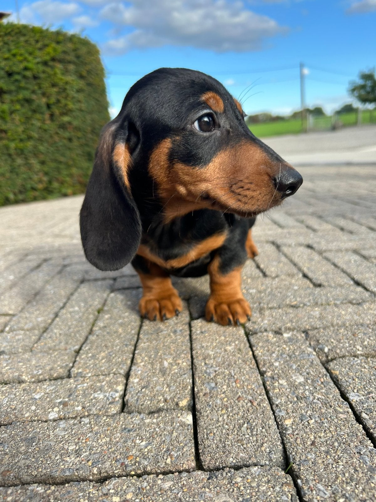 Knappe teckel pups black&tan en merle, Belgique, Plusieurs, 8 à 15 semaines, Éleveur | Professionnel