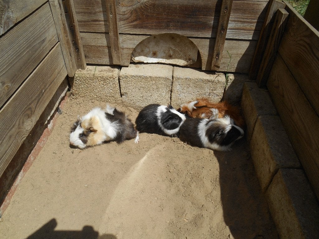 cavia's, Dieren en Toebehoren, Knaagdieren, Juni, Cavia