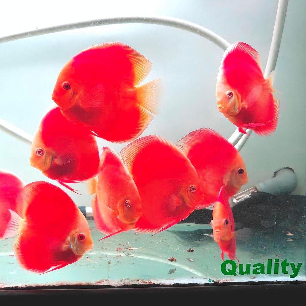 Discus albino, couverture rouge, bord blanc et melon rouge, Poisson, Poisson d'eau douce, Banc de poissons