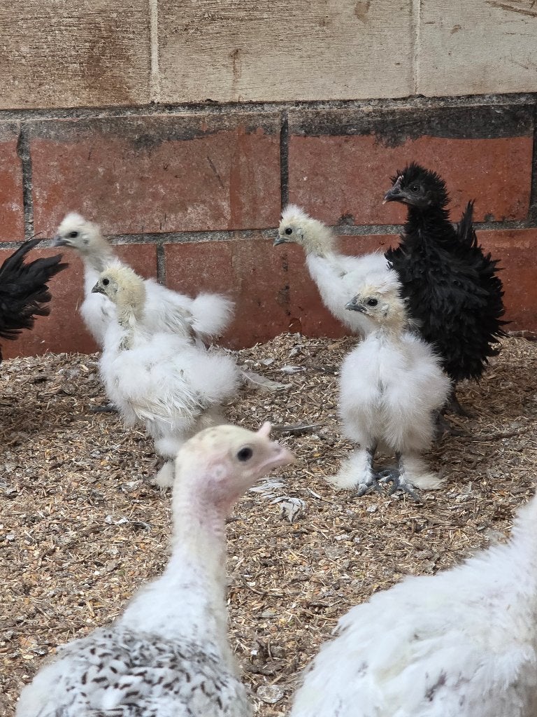 Zijdehoen, Dieren en Toebehoren, Pluimvee