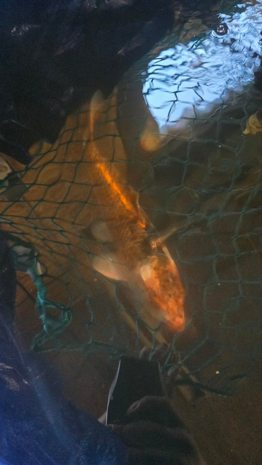 Sanke koi karper, Dieren en Toebehoren, Vissen | Vijvervissen
