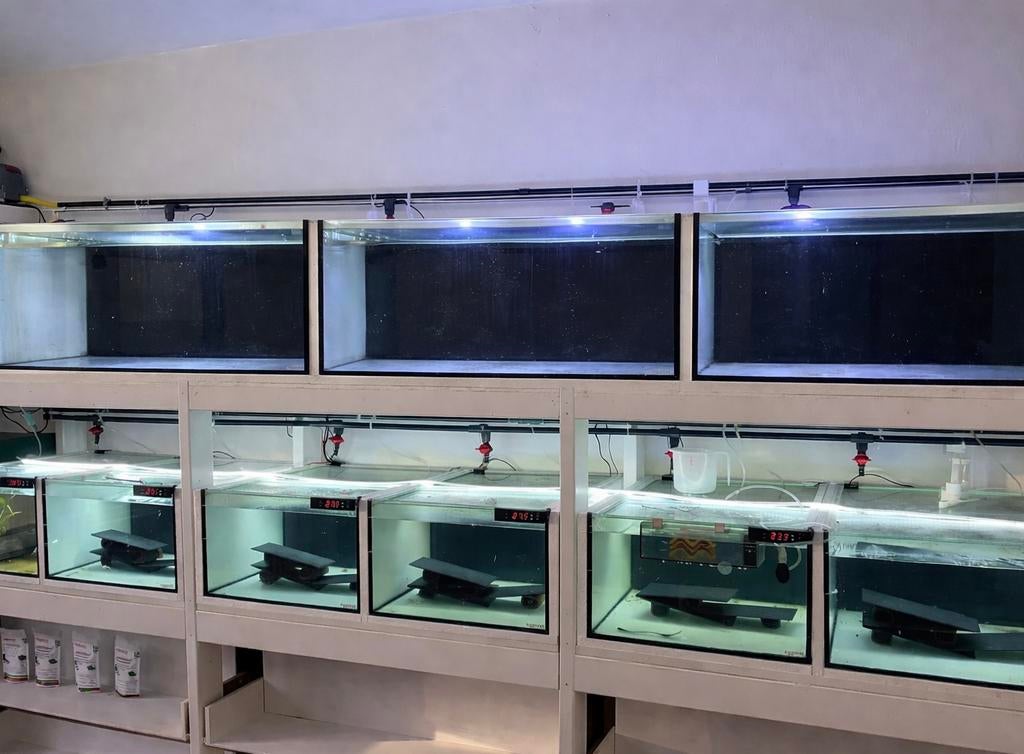 Fishroom rack avec aquarium élevage 9 aquariums, Enlèvement, Comme neuf