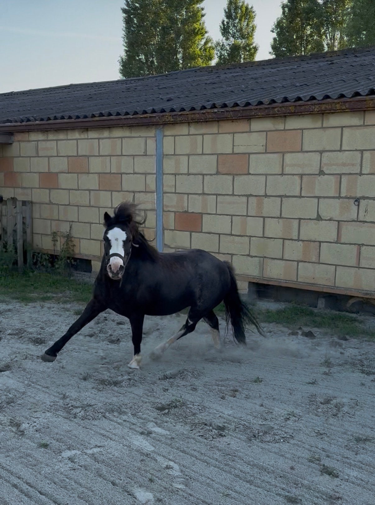 Welsh pony ruin, B, Avec puce électronique, Hongre, Poney A (jusqu'à 1.17 m)