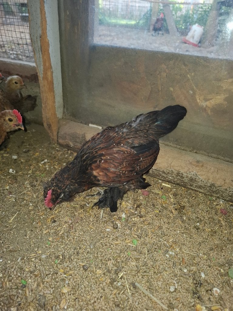 Ukkelse baardkriel haantje, Dieren en Toebehoren, Pluimvee, Mannelijk, Kip