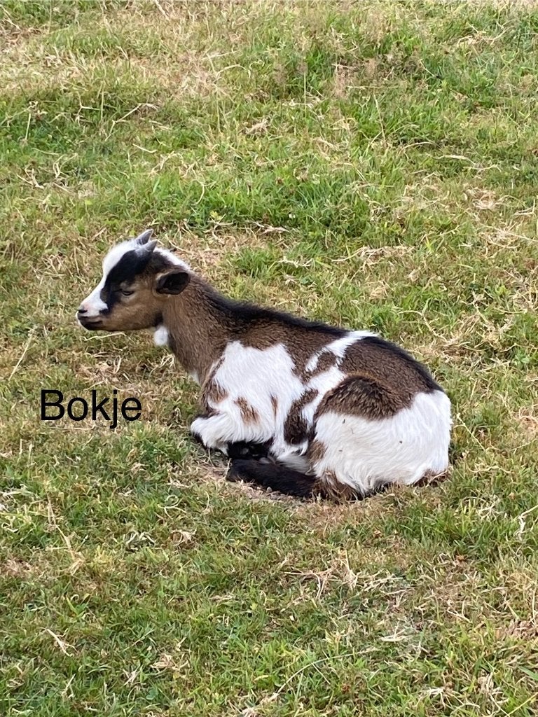 Dwergeitbokjes te koop, Mâle, Chèvre, 0 à 2 ans