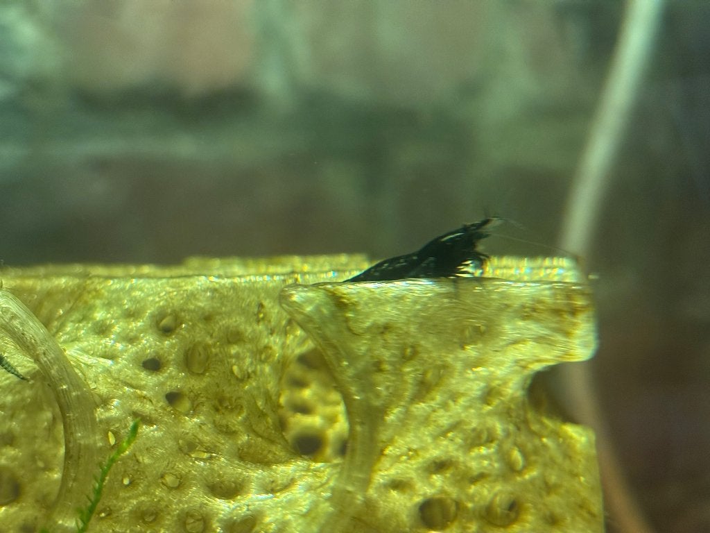 Blue velvet garnaal, Kreeft, Krab of Garnaal, Zoetwatervis, Schoolvis