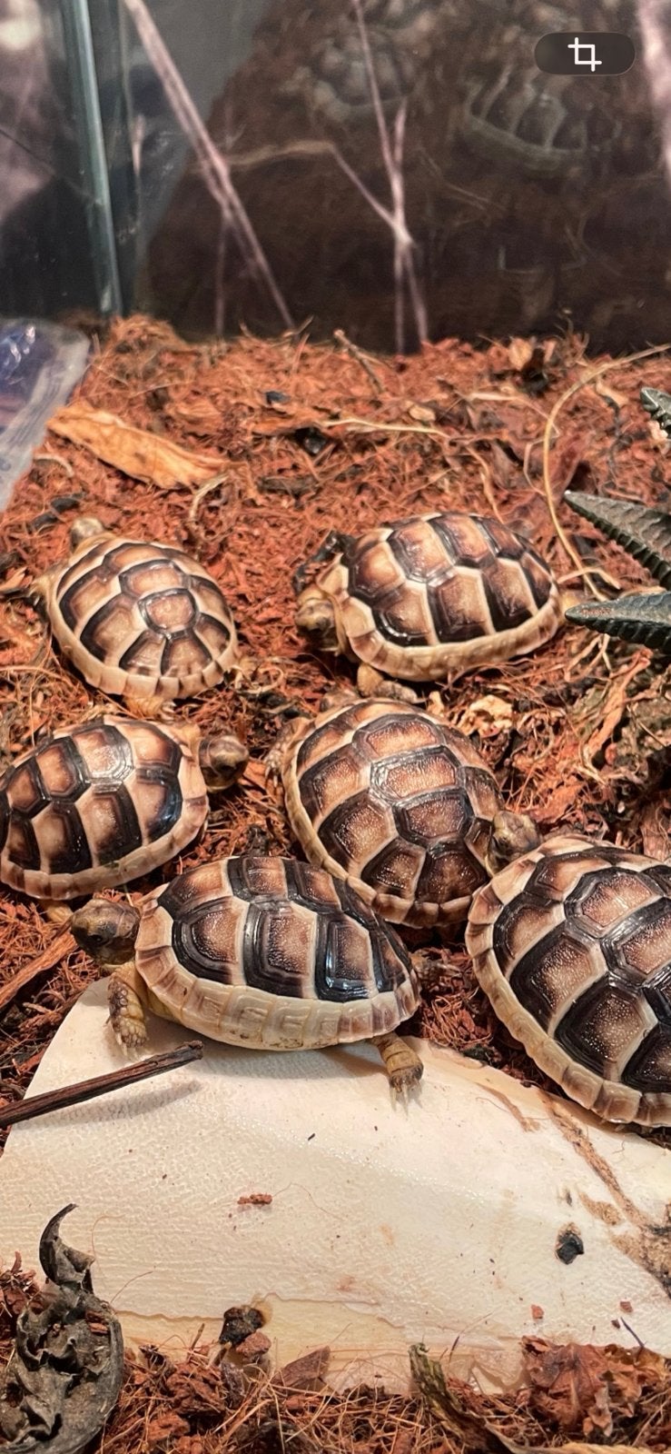 Testudo marginata / klokschildpad, Schildpad, Tam, 0 tot 2 jaar
