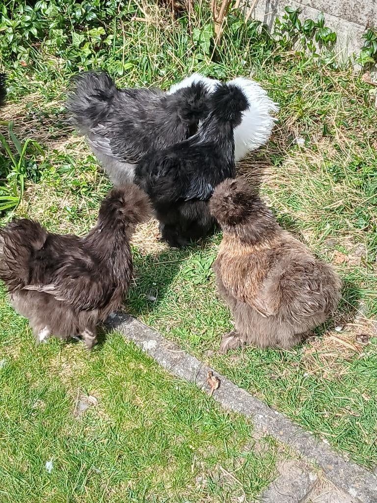 Jonge zijdehoenen,  verschillende kleuren en leeftijden, Poule ou poulet
