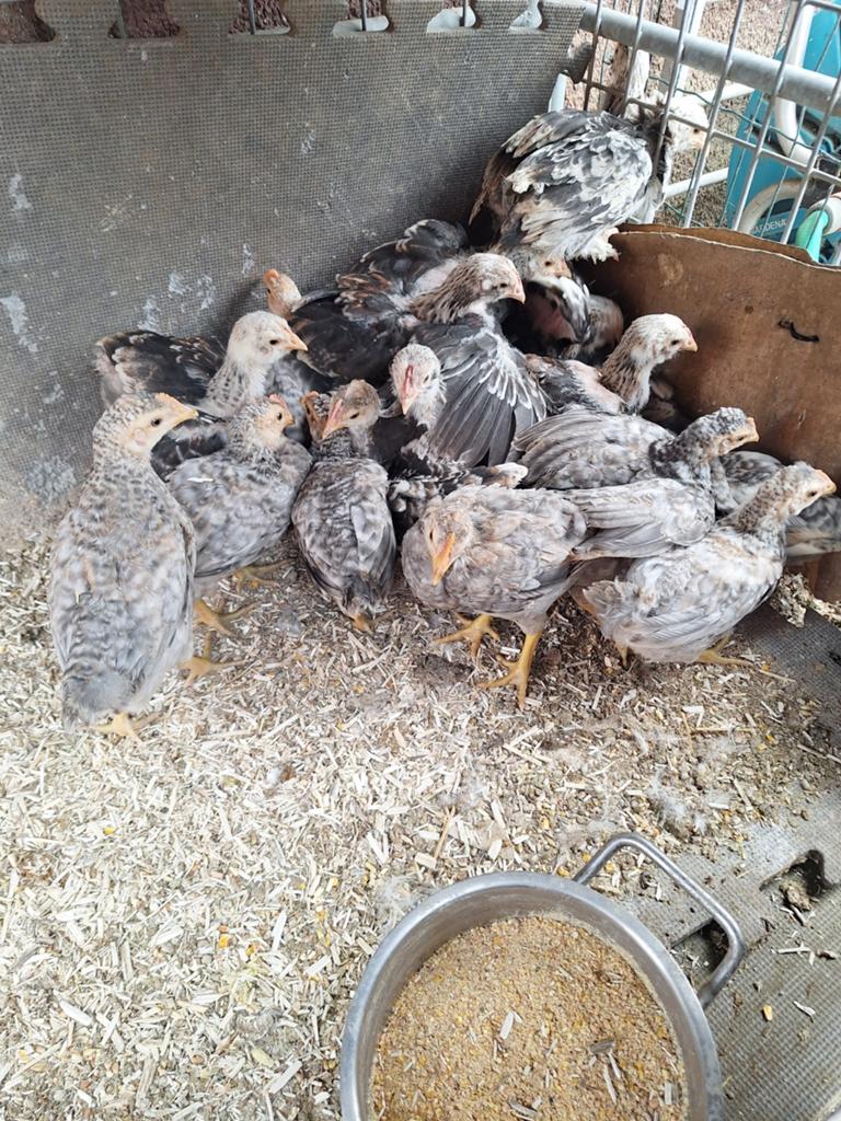 Kuikentjes 4weken oud faverolles. Australorp. Cream legbar, Dieren en Toebehoren, Pluimvee