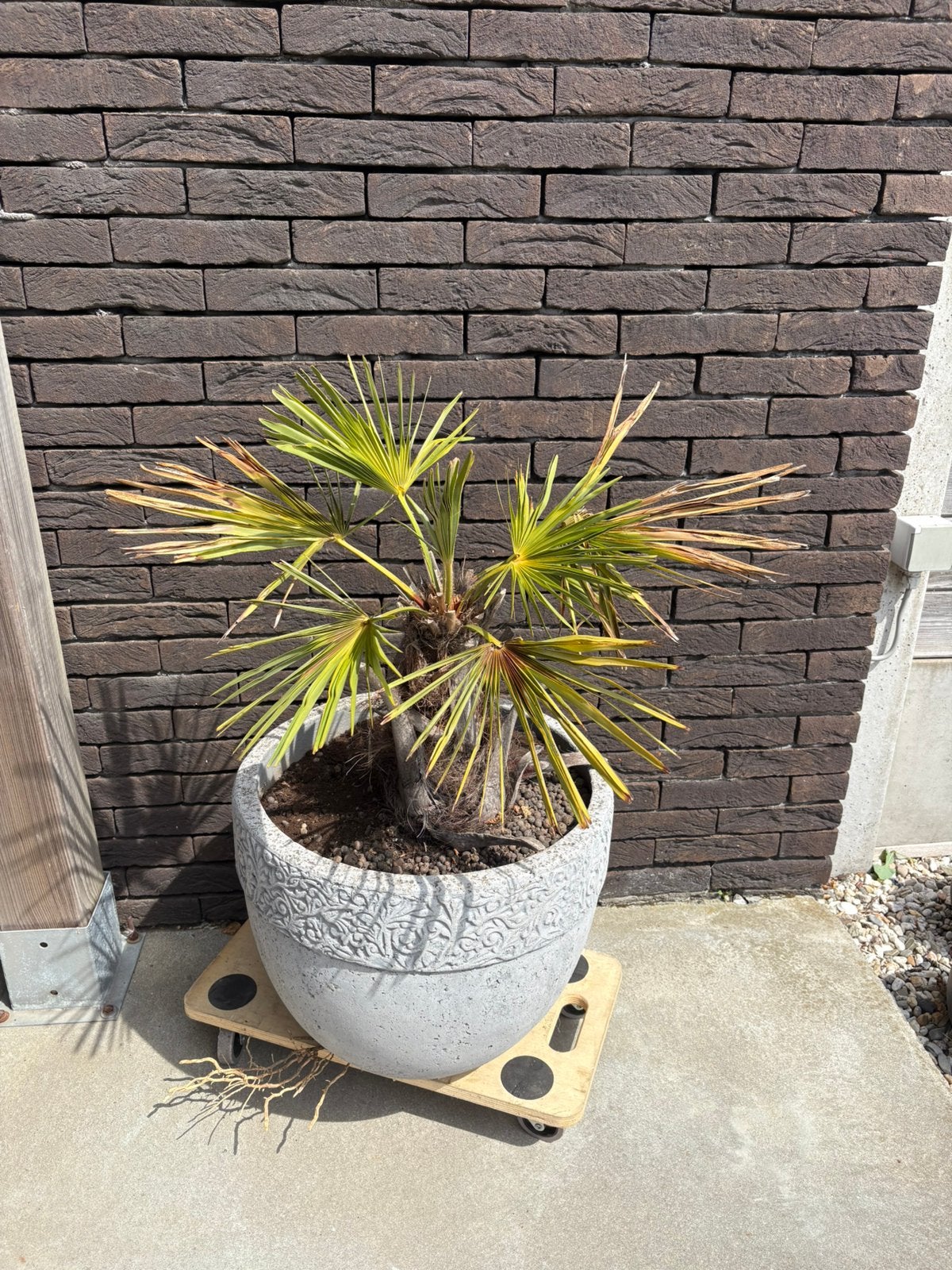Palmboom met pot, Ophalen