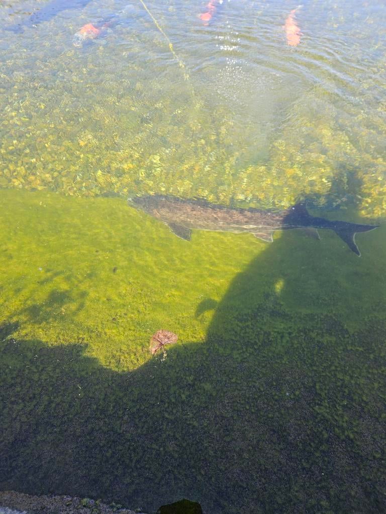 Vissen te koop, Enlèvement