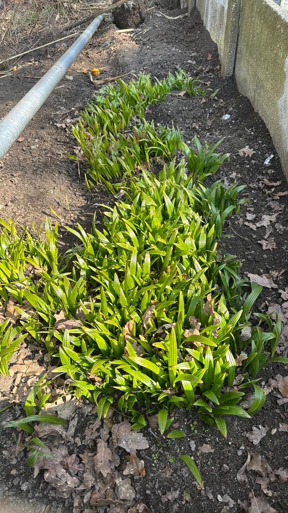 Jonge plantjes Trachycarpus Fortunei, Enlèvement