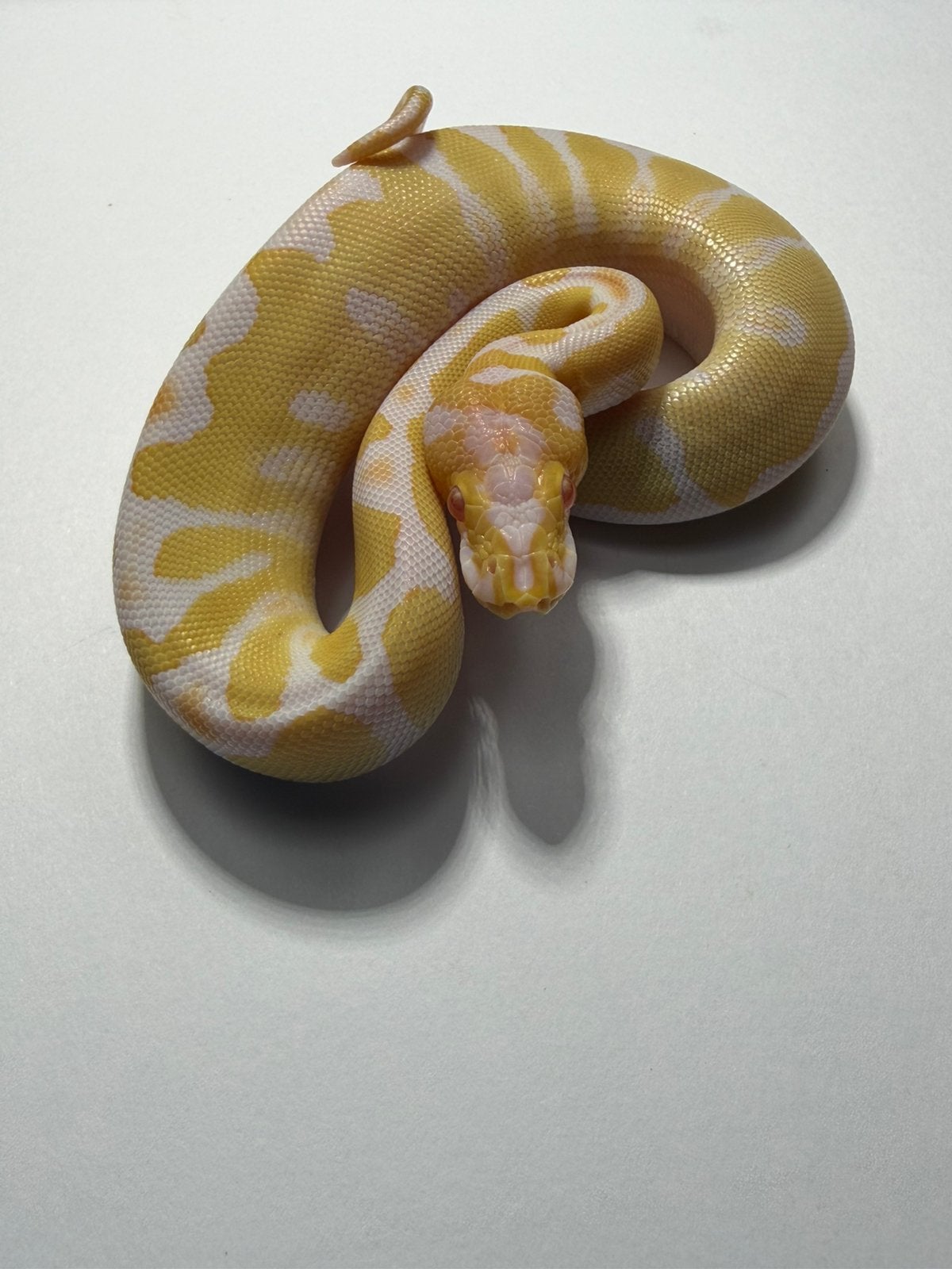Albino clown nr 1