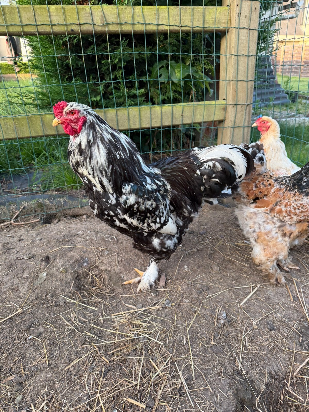 Brahma haan, Dieren en Toebehoren, Pluimvee, Mannelijk, Kip