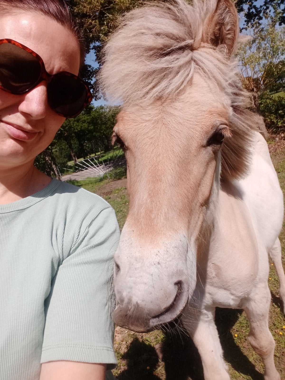 🩵🩵 Jaarling fjord 🩵🩵, Animaux & Accessoires, Chevaux, Étalon, Moins de 160 cm, Vermifugé