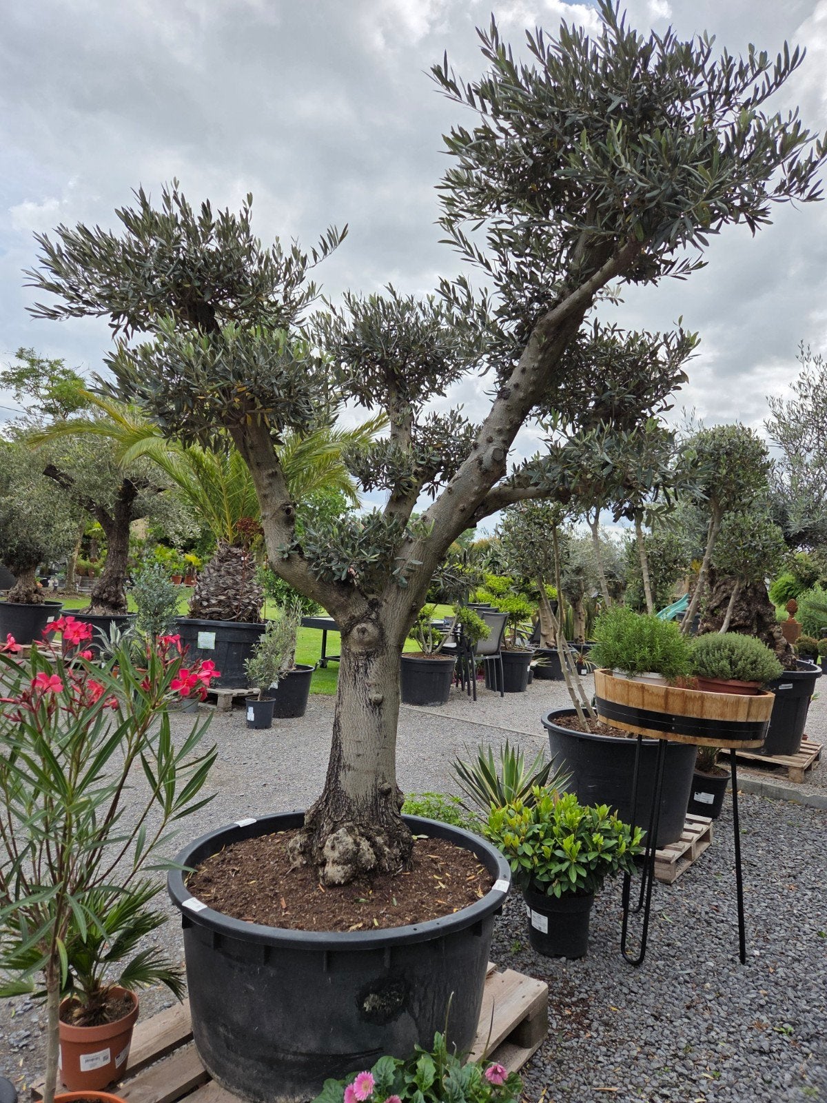 Olijfboom Olea Europaea ponpon, Ophalen, Olijfboom