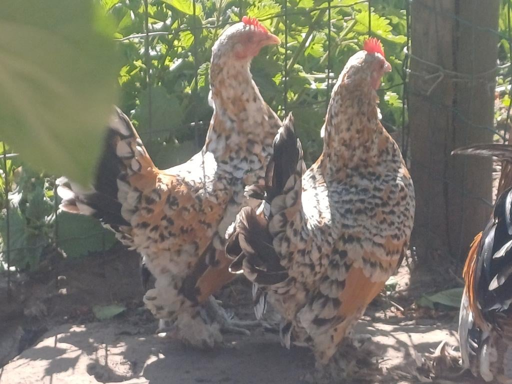 sabelpoot kriel, Dieren en Toebehoren, Pluimvee, Meerdere dieren, Kip