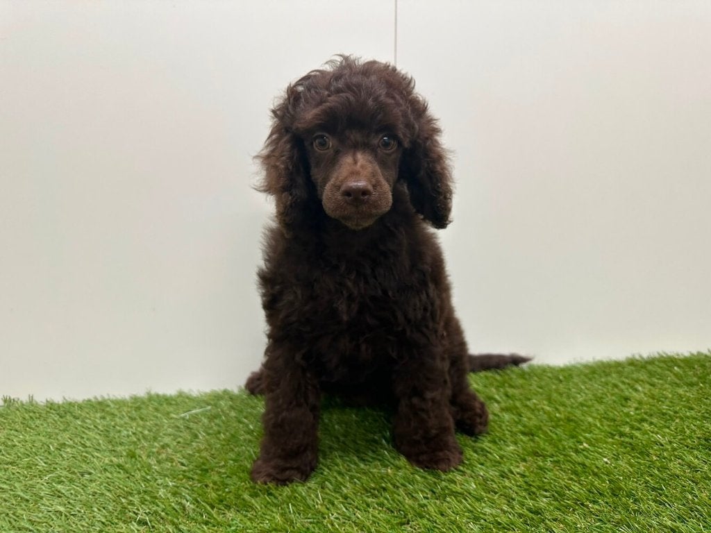 Nestje Dwergpoedel pups, Poedel, Parvo, België, 8 tot 15 weken