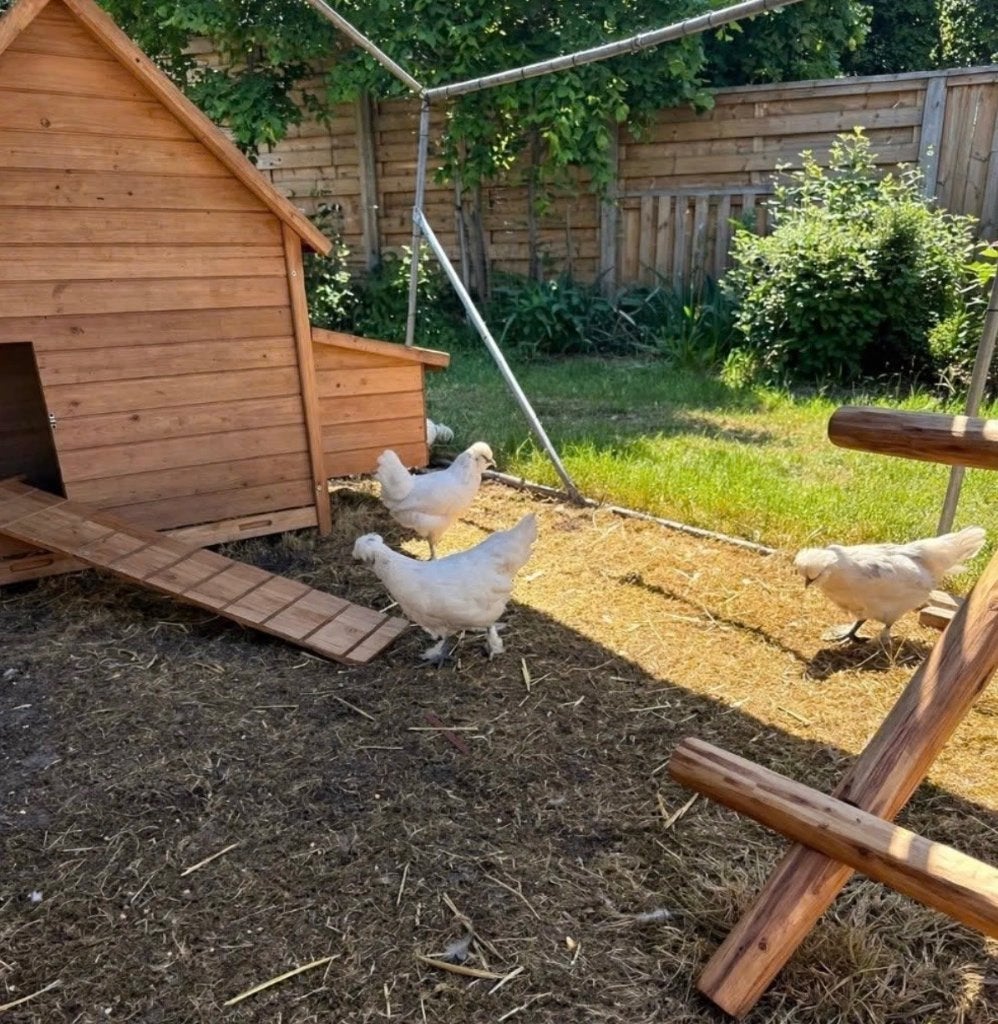 Kip / kippen, Dieren en Toebehoren, Pluimvee, Kip