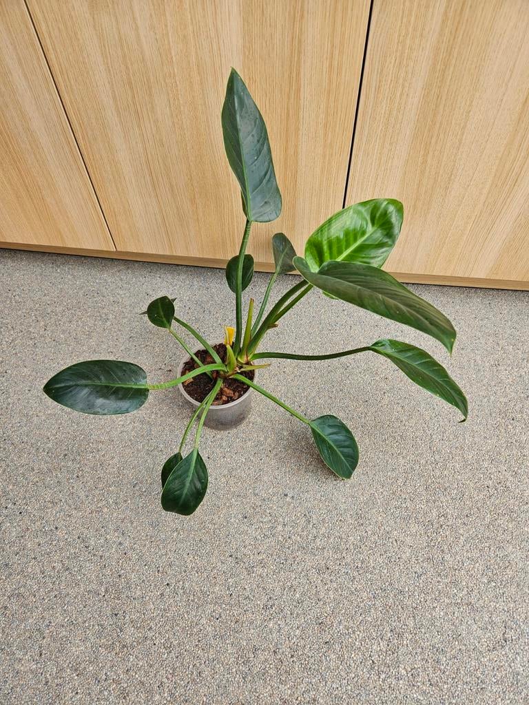 Philodendron red moon, Ophalen of Verzenden