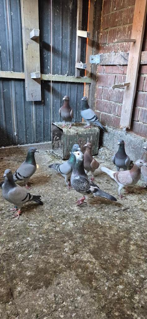 Duiven te koop, Dieren en Toebehoren
