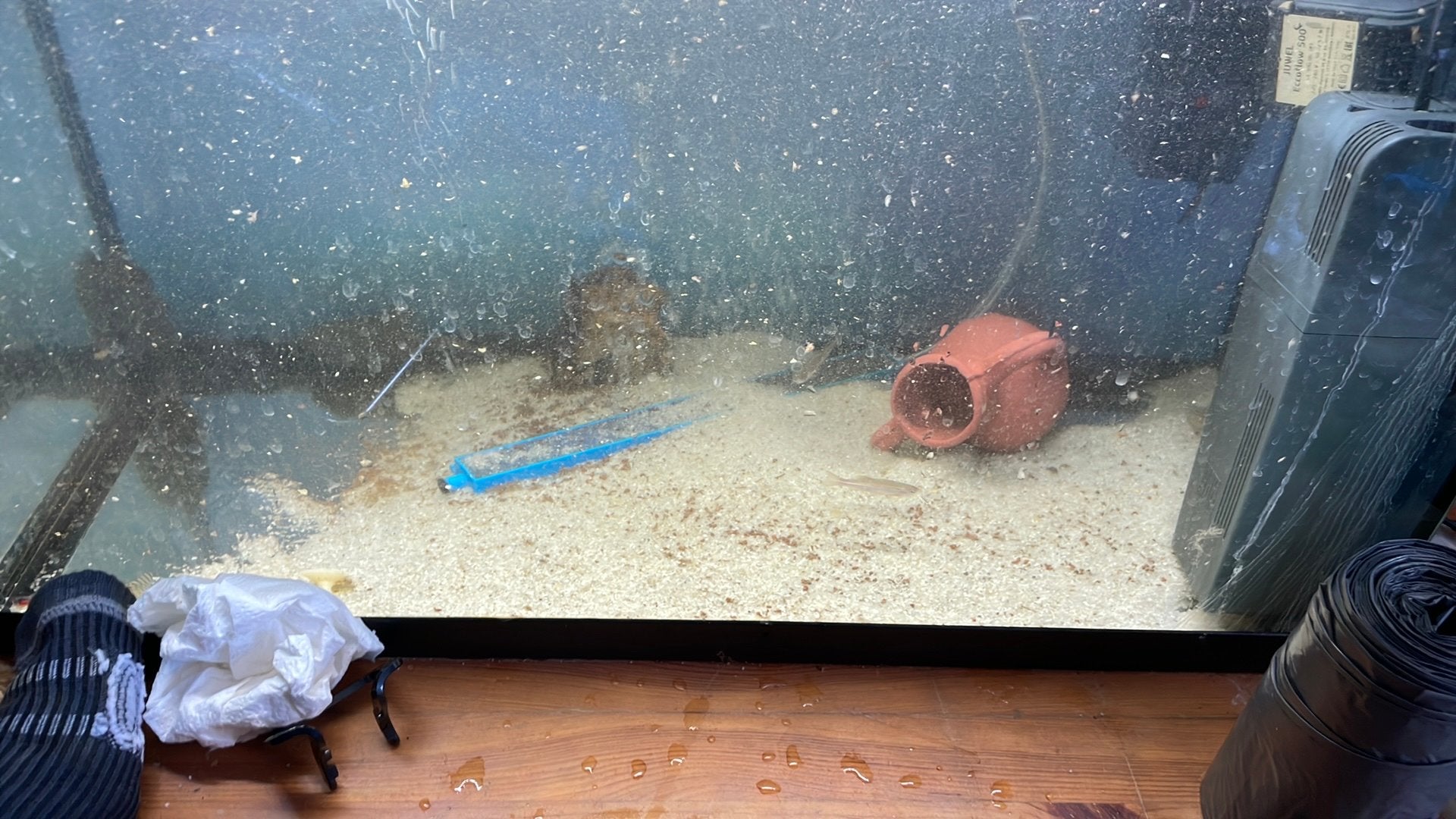 Aquarium avec poisson, Animaux & Accessoires