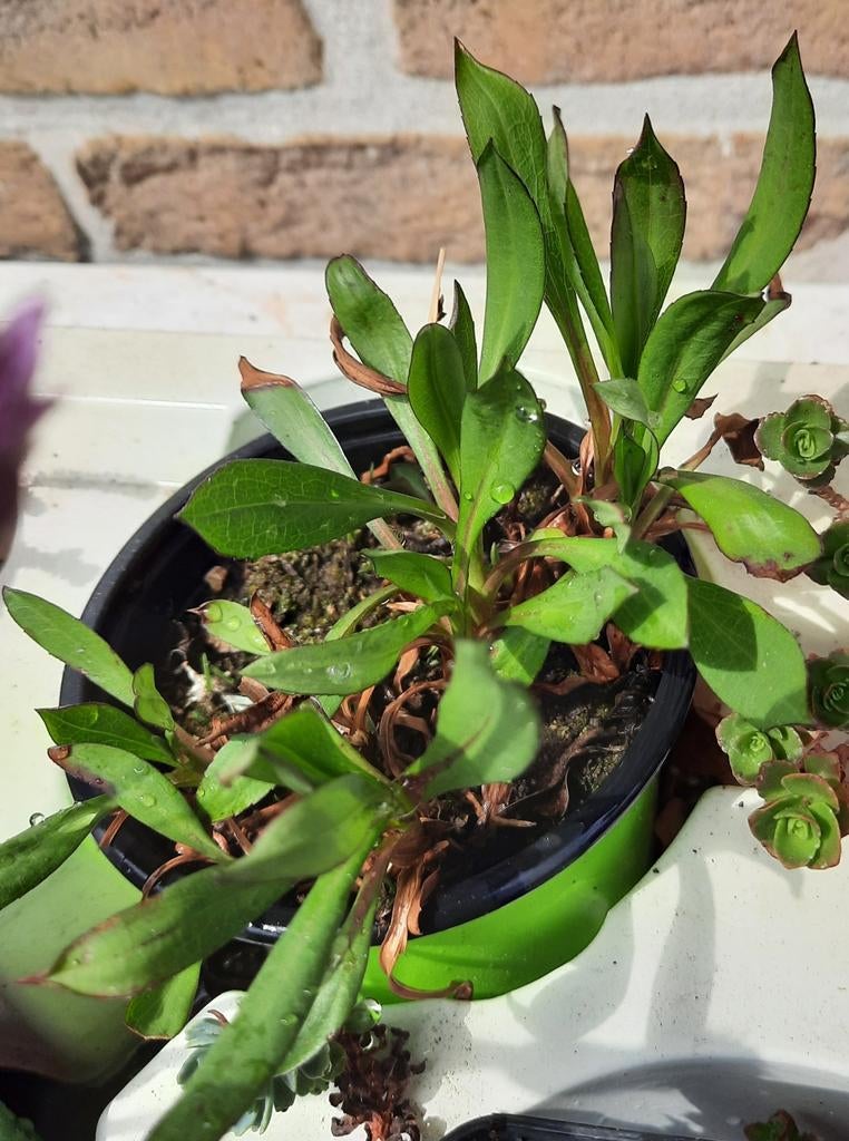 Aster plantje, Tuin en Terras, Ophalen, Vaste plant