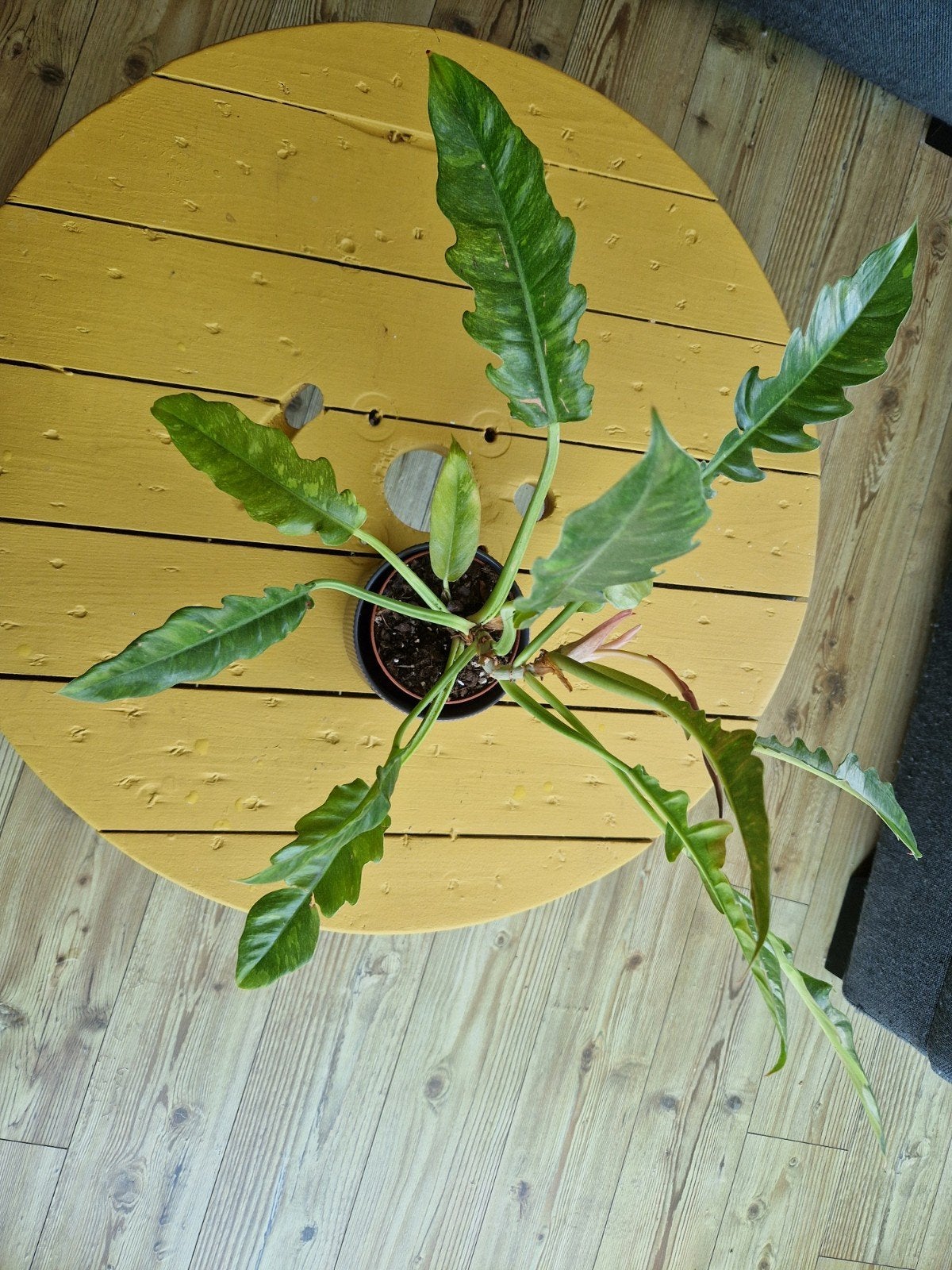philodendron ring of fire, Ophalen of Verzenden