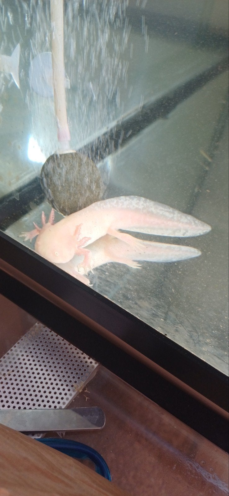 Helle mooie gezonde axolotl zoekt nieuwe tuis, Animaux & Accessoires, Reptiles & Amphibiens