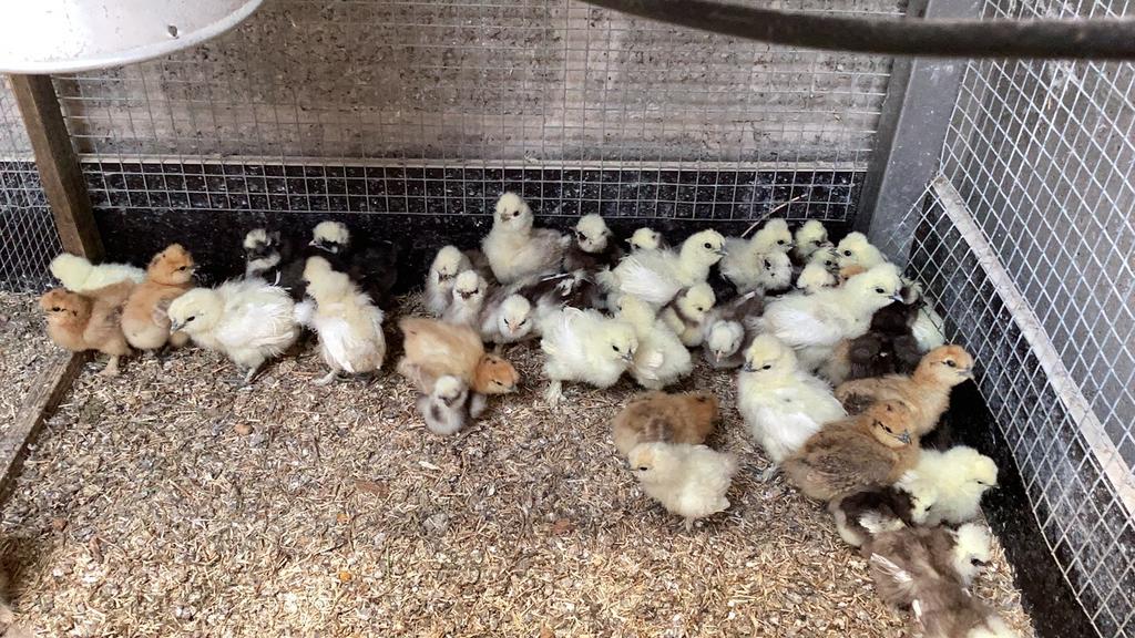 Usa zijdehoen kuikens, Dieren en Toebehoren, Pluimvee