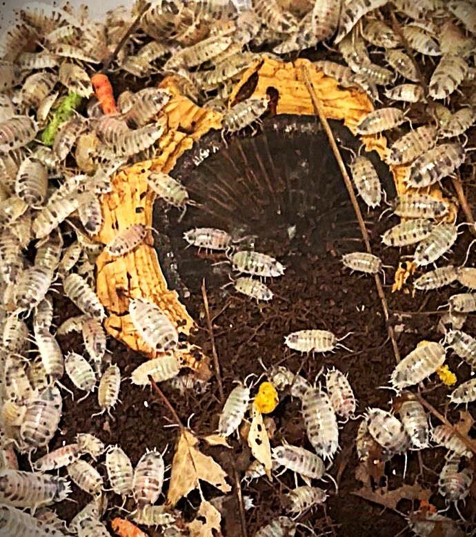 Isopodes à vendre — Équipe de nettoyage active, Lézard, 0 à 2 ans