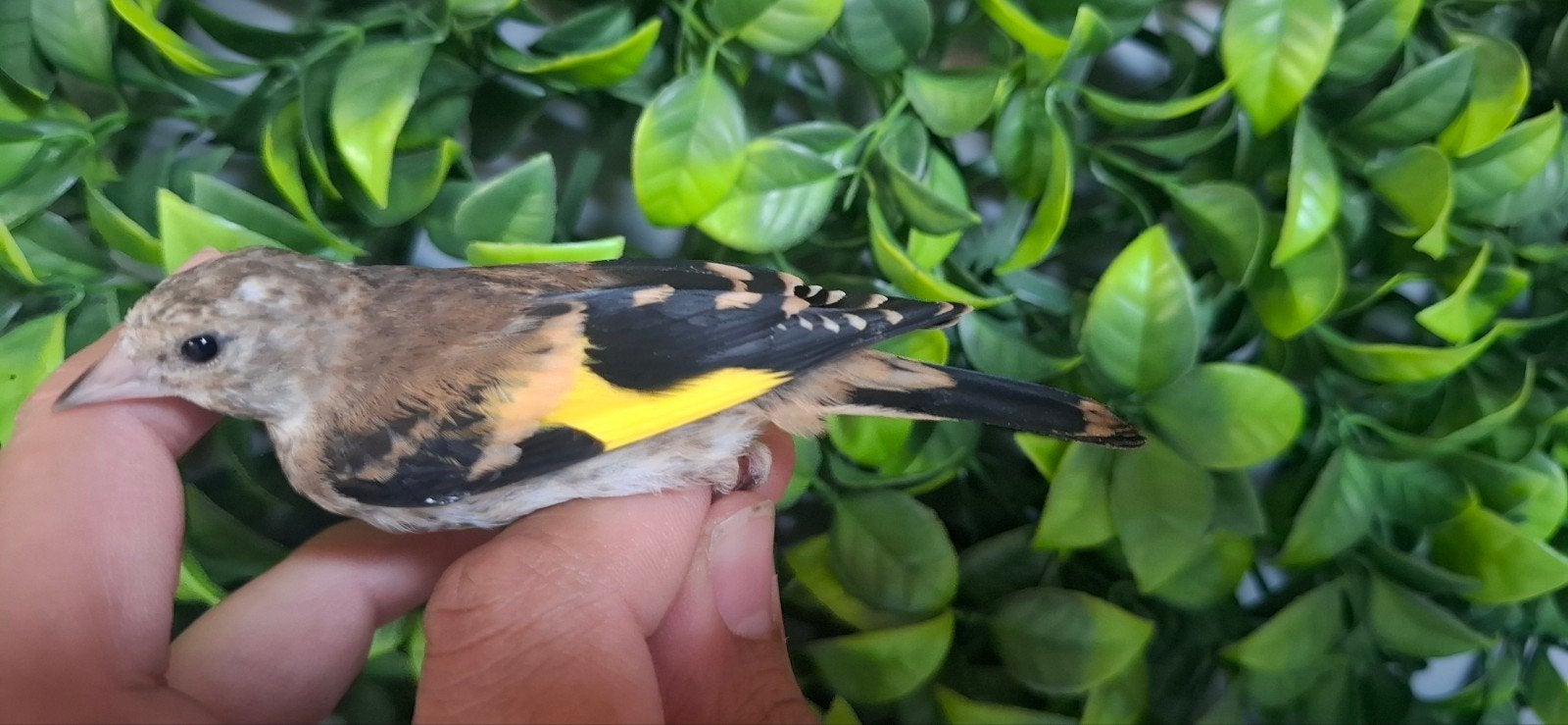 Chardonneret parva, Bagué