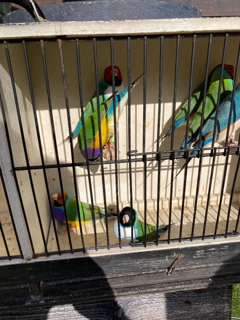Gouldamandines, Mâle, Oiseau tropical, Bagué