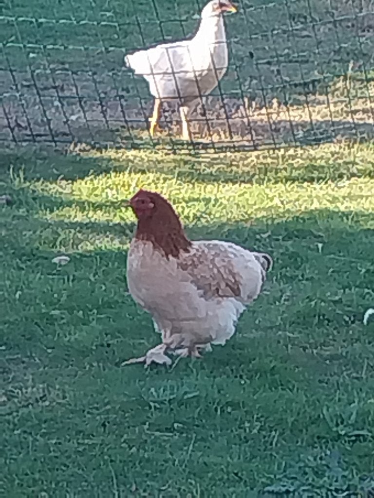 Poulets, Animaux & Accessoires, Plusieurs animaux, Poule ou poulet