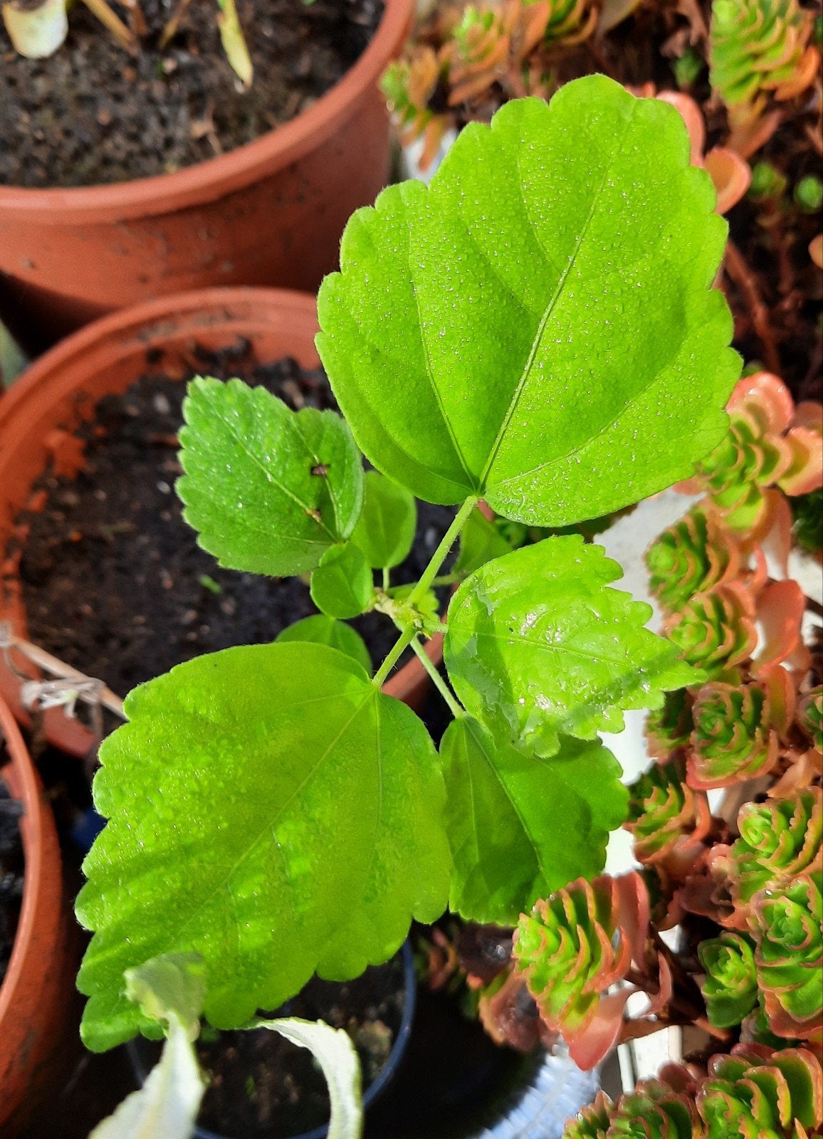 kaasjeskruid, Tuin en Terras, Volle zon, Vaste plant, Zomer, Ophalen