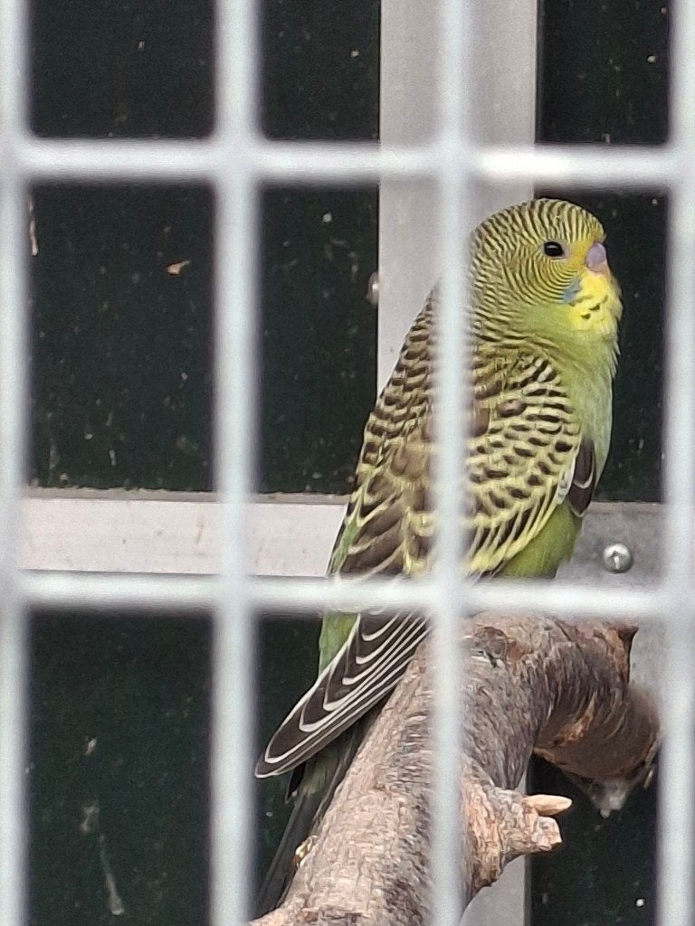 parkietjes, Sexe inconnu, Perruche