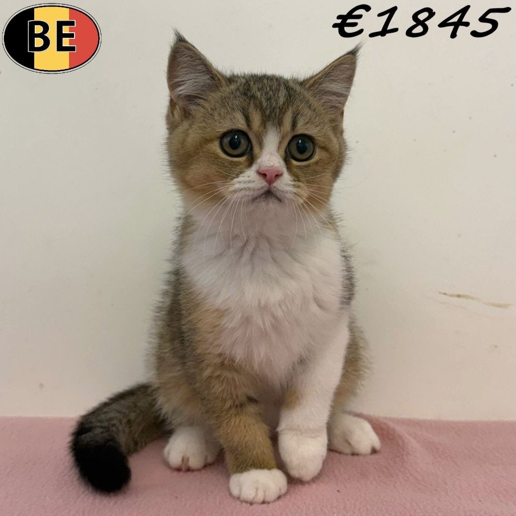 British Shorthair chatons à vendre - doux et mignons, Plusieurs animaux, Vermifugé, 0 à 2 ans