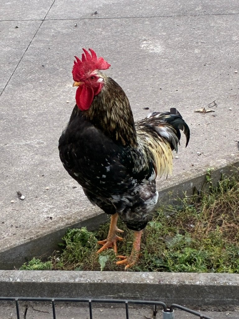 jonge haan en zeer jonge hanen, Dieren en Toebehoren, Meerdere dieren, Kip