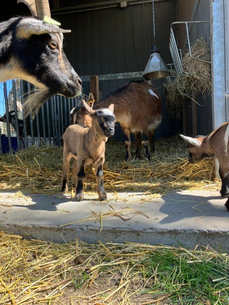 Dwerggeitjes te koop, Plusieurs animaux, Chèvre, 0 à 2 ans