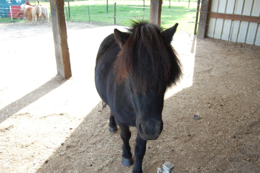 mooie stamboek shetland merrie te koop, Dieren en Toebehoren, Merrie, A pony (tot 1.17m), Met stamboom, 7 tot 10 jaar