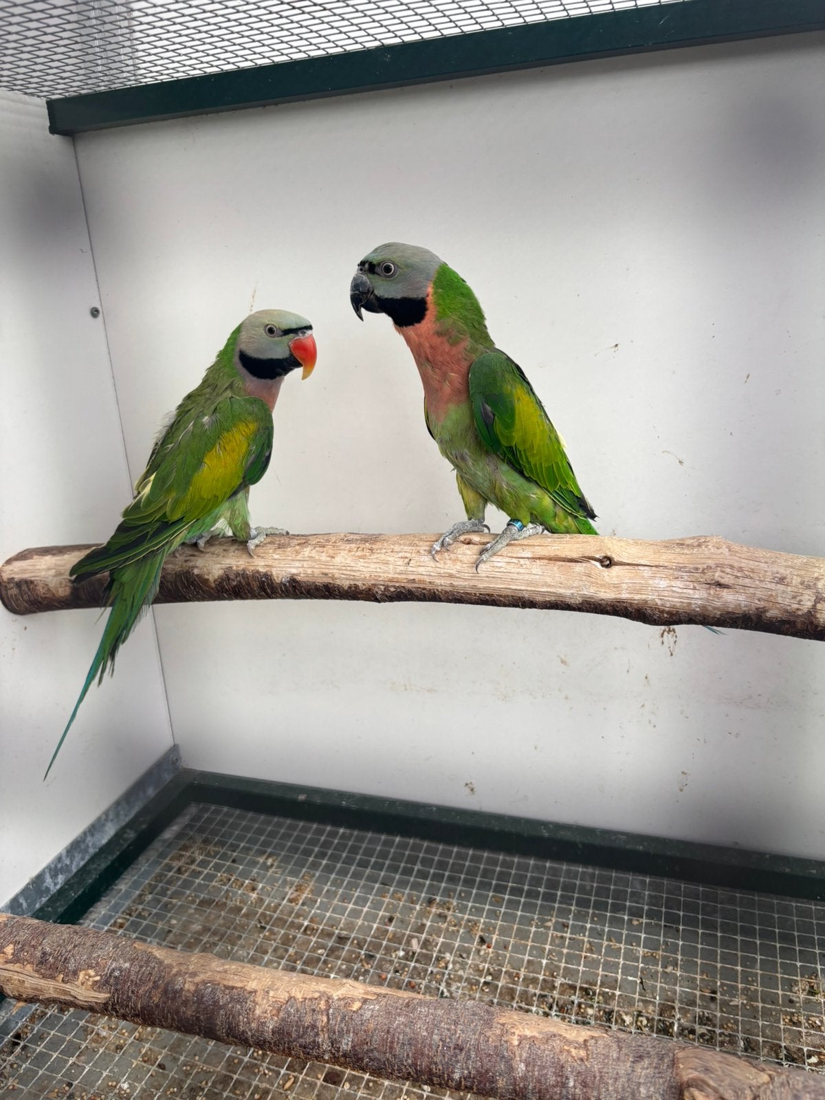 Roosborstparkiet kweekkoppel, Dieren en Toebehoren, Geringd